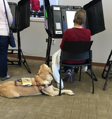 woman voting using accessible voting machine her guide dog at her feet