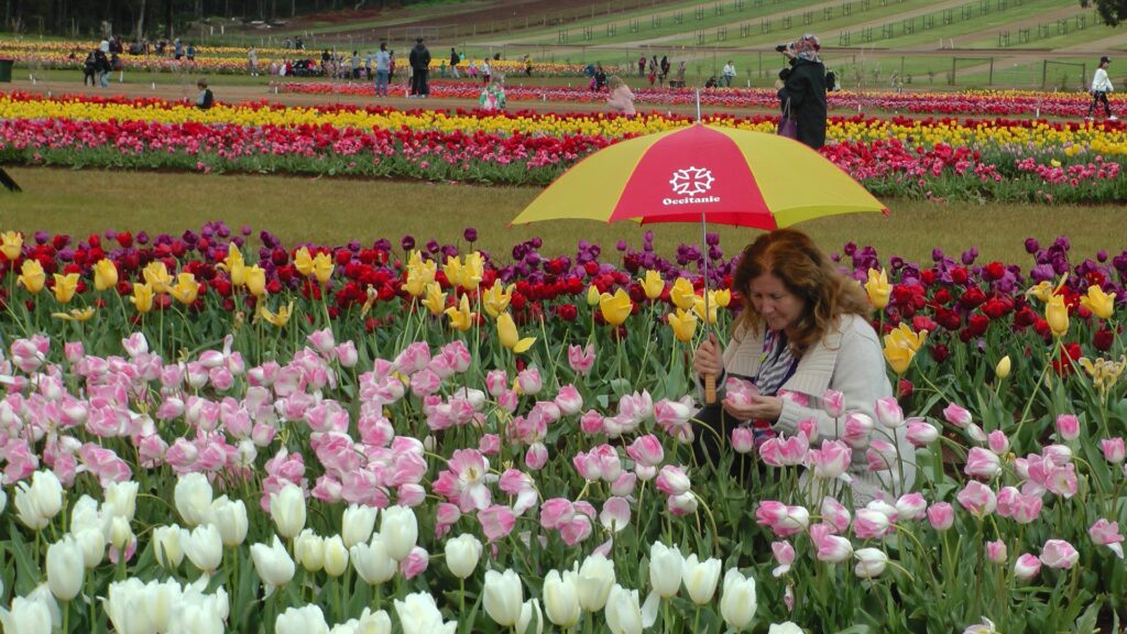 Maribel with white, red, yellow and pink tulips