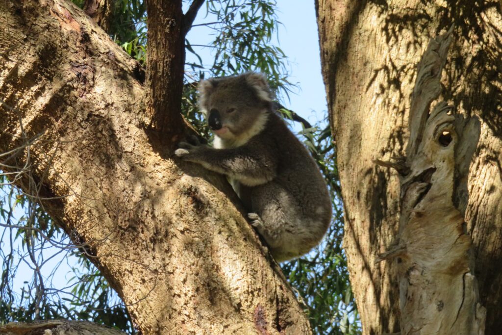 koala bear in tree