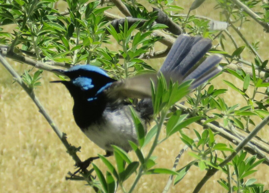 blue fairy wren