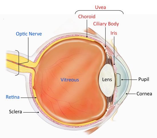 Parts of the eye are most affected by uveitis. image by National Eye Institute.  uvea is the middle layer of the eye which contains much of the eye’s blood vessels (see diagram). This is one way that inflammatory cells can enter the eye. Located between the sclera, the eye’s white outer coat, and the inner layer of the eye, called the retina, the uvea consists of the iris, ciliary body, and choroid:

Iris: The colored circle at the front of the eye. It defines eye color, secretes nutrients to keep the lens healthy, and controls the amount of light that enters the eye by adjusting the size of the pupil.

Ciliary Body: It is located between the iris and the choroid. It helps the eye focus by controlling the shape of the lens and it provides nutrients to keep the lens healthy.

Choroid: A thin, spongy network of blood vessels, which primarily provides nutrients to the retina.

Uveitis disrupts vision by primarily causing problems with the lens, retina, optic nerve, and vitreous (see diagram):

Lens: Transparent tissue that allows light into the eye.

Retina: The layer of cells on the back, inside part of the eye that converts light into electrical signals sent to the brain.

Optic Nerve: A bundle of nerve fibers that transmits electrical signals from the retina to the brain.

Vitreous: The fluid filled space inside the eye.