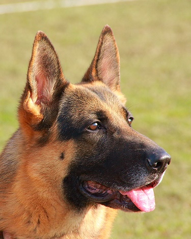 picture of Enzo, Deanna's German Sheppard and current dog
