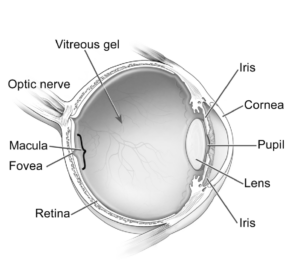 Image of parts of the eye compliments of NEI. Includes optic nerve, vitreous gel, macula, fovea, retina, iris, cornea, pupil, lens, iris