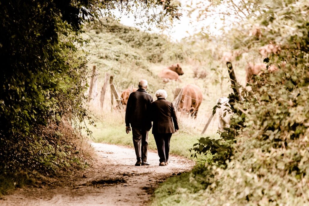 Couple Walking on Country Lane Toward Cow Pasture where there are several brown cows